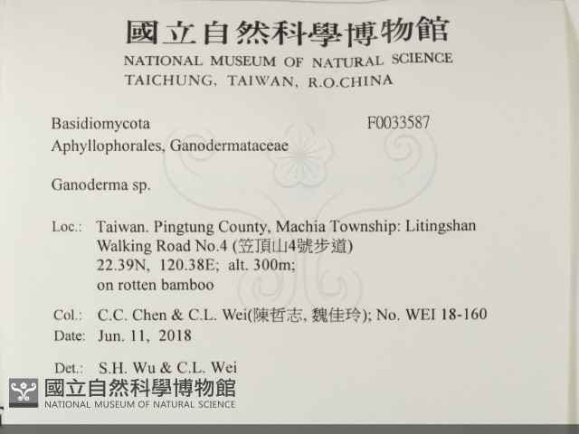 靈芝屬藏品圖，第2張