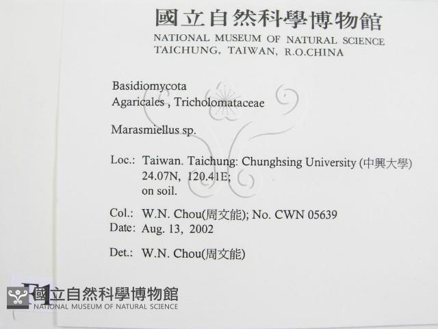微皮傘屬藏品圖，第2張
