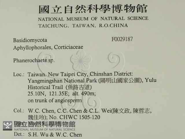 顯絲菌屬藏品圖，第2張
