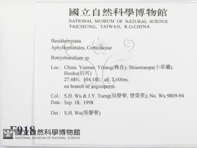 串擔革菌屬藏品圖，第2張