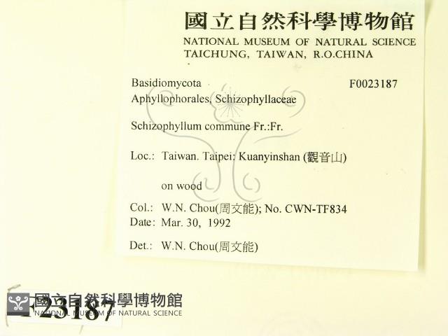 裂褶菌藏品圖，第2張