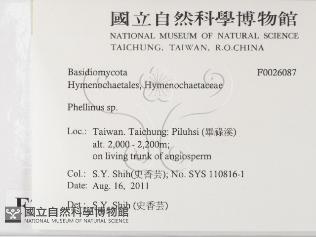 木層孔菌屬藏品圖，第2張