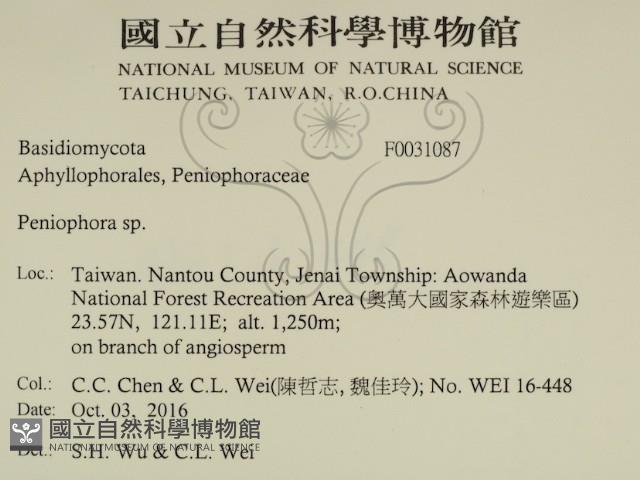 筍殼菌屬藏品圖，第2張