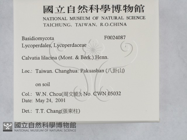 紫色禿馬勃藏品圖，第2張