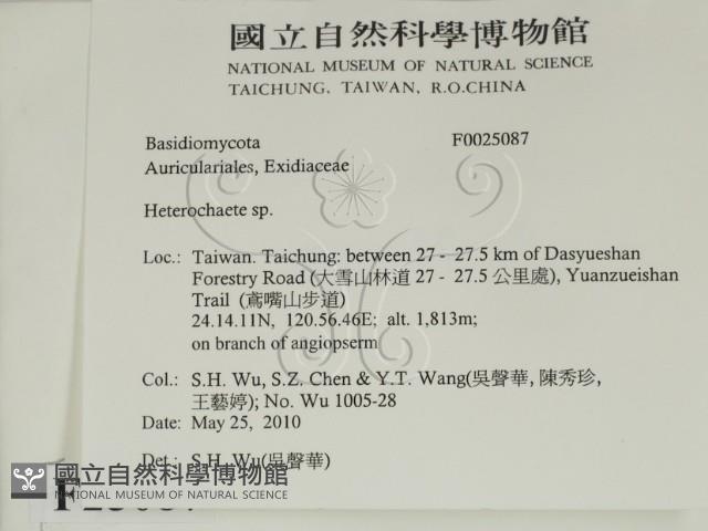 刺皮菌屬藏品圖，第2張