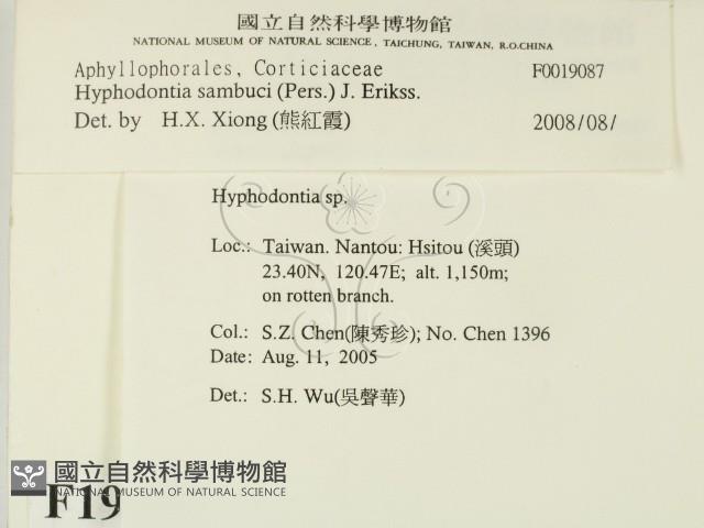 冇骨消絲齒菌藏品圖，第2張
