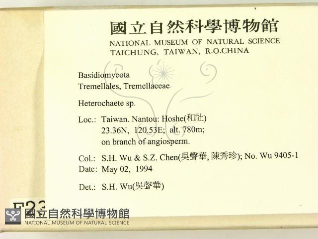 刺皮菌屬藏品圖，第2張
