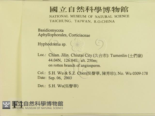 冇骨消絲齒菌藏品圖，第2張