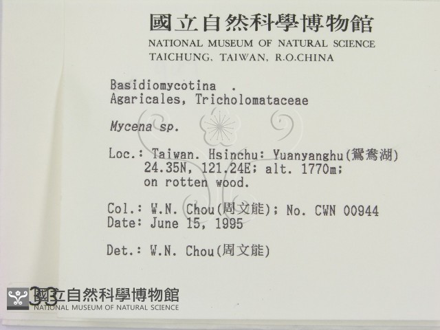 小菇屬藏品圖，第2張