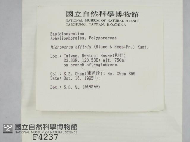 相鄰小孔菌藏品圖，第2張