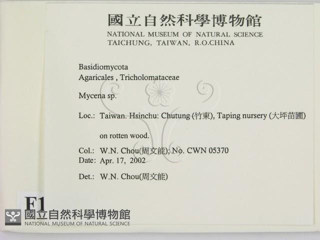 小菇屬藏品圖，第2張