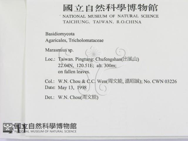 小皮傘屬藏品圖，第2張