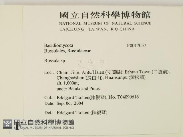 紅菇屬藏品圖，第2張