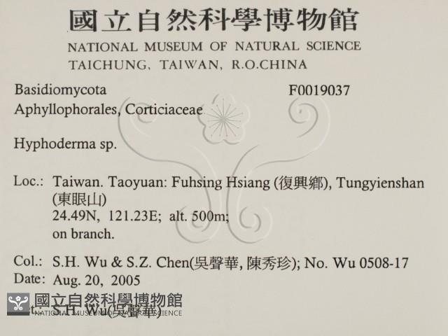 絲皮菌屬藏品圖，第2張