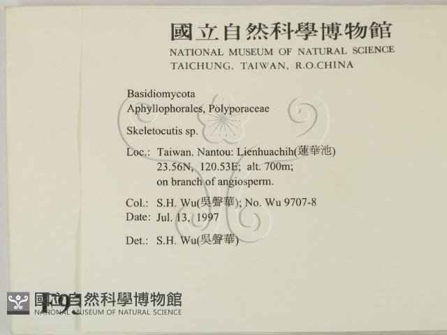 骨皮菌屬藏品圖，第2張