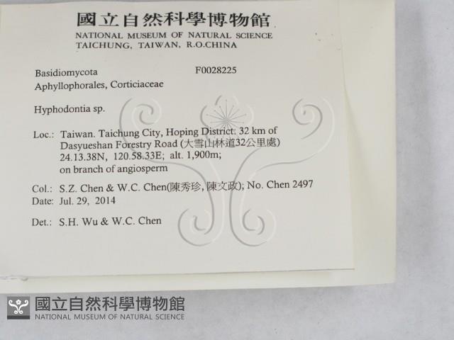 絲齒菌屬藏品圖，第2張