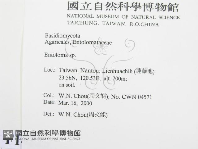 粉褶菌屬藏品圖，第2張