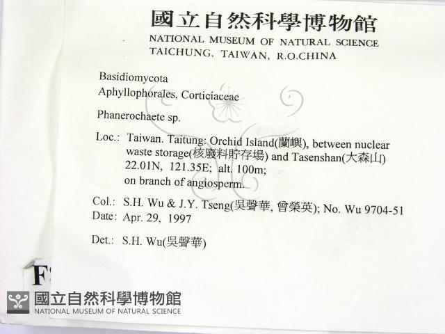 顯絲菌屬藏品圖，第2張