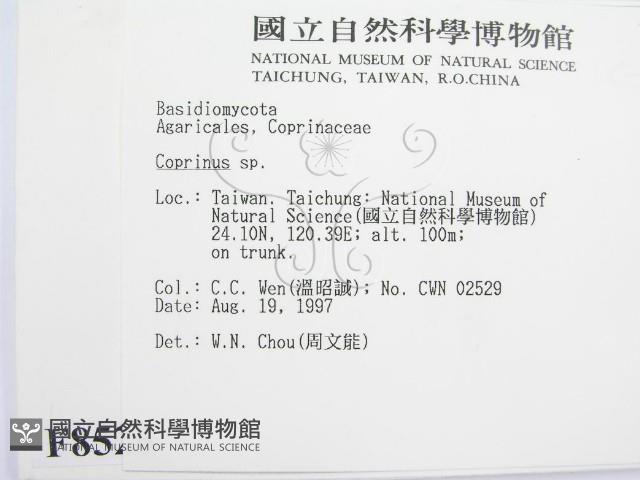 鬼傘屬藏品圖，第2張