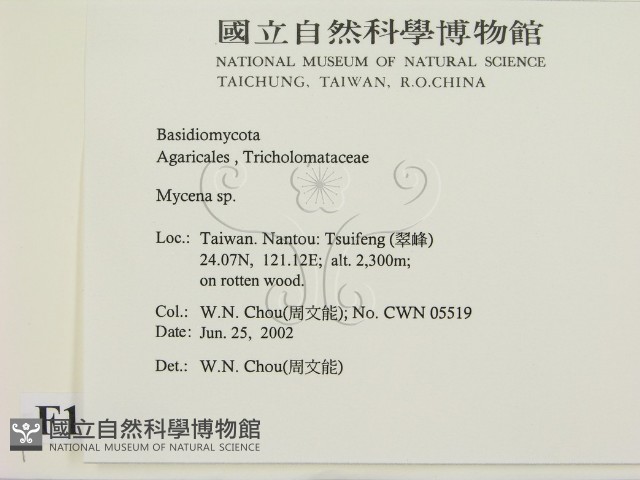 小菇屬藏品圖，第2張