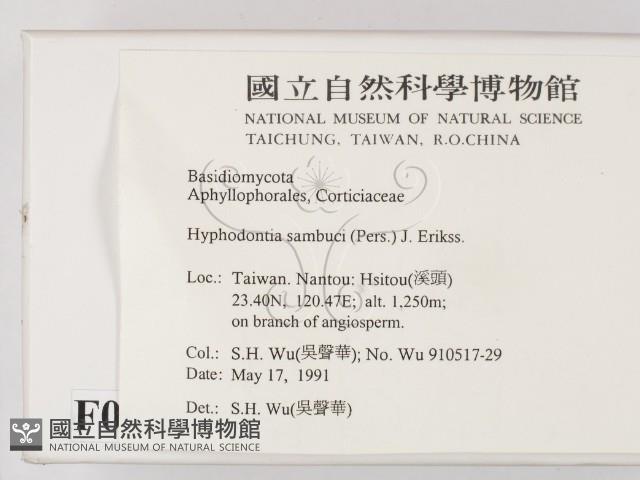 冇骨消絲齒菌藏品圖，第2張