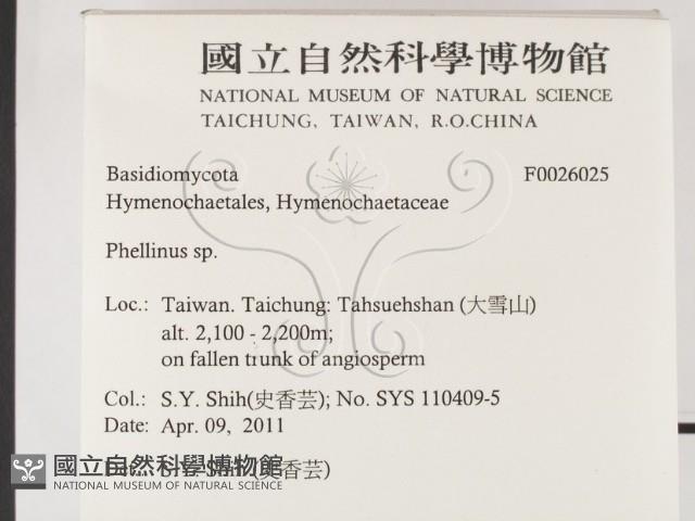 木層孔菌屬藏品圖，第2張