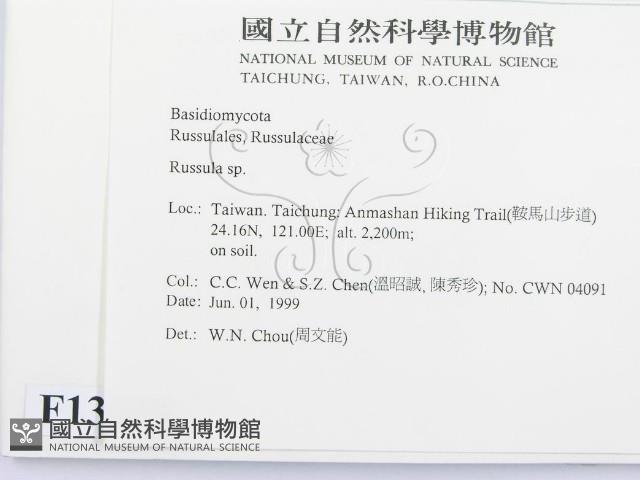 紅菇屬藏品圖，第2張