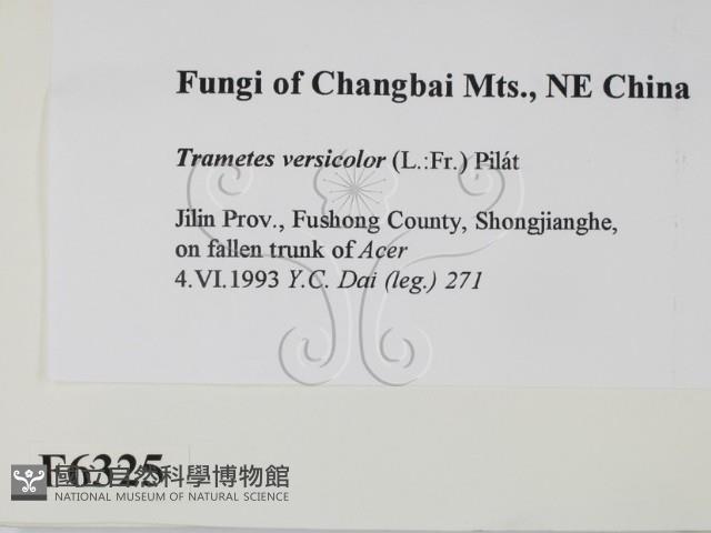 雲芝藏品圖，第2張