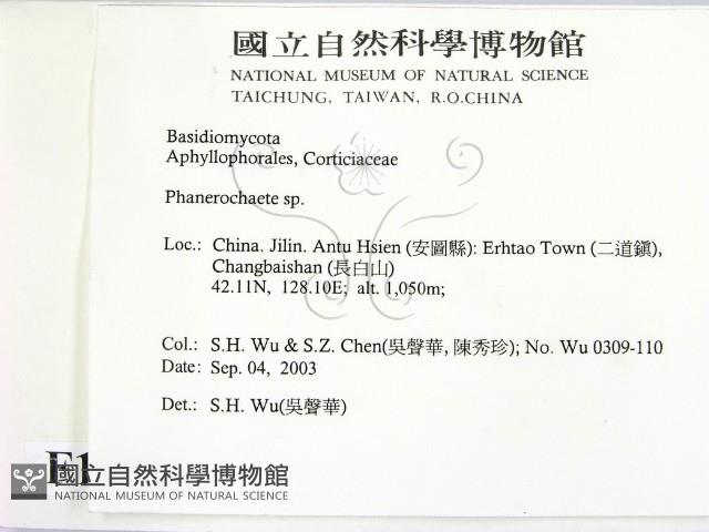 顯絲菌屬藏品圖，第2張