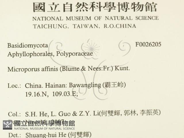 相鄰小孔菌藏品圖，第2張