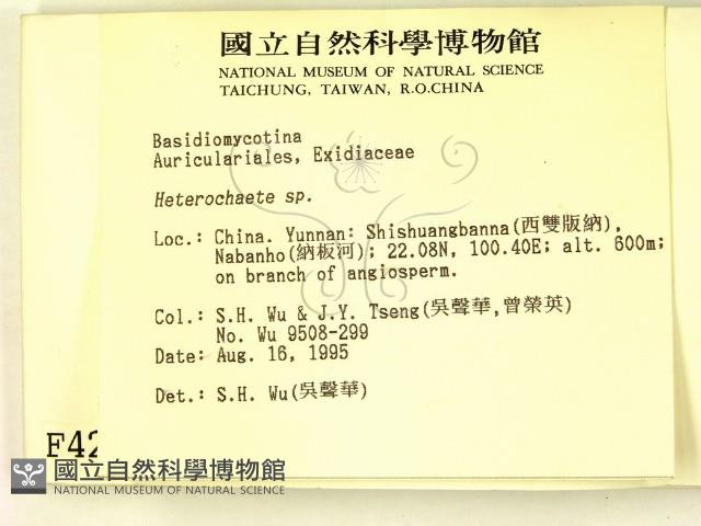 刺皮菌屬藏品圖，第2張