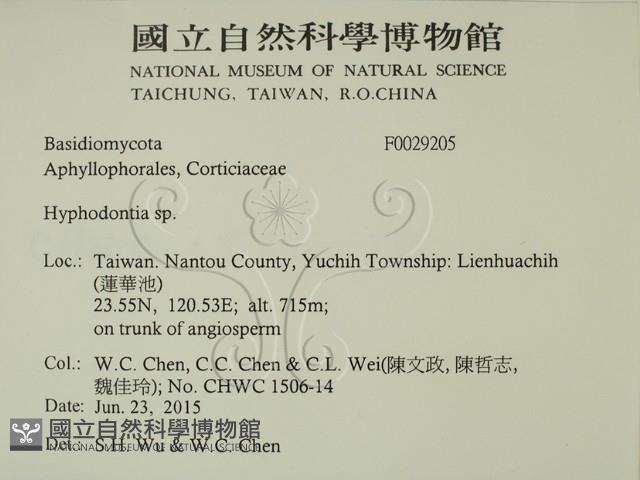 絲齒菌屬藏品圖，第2張