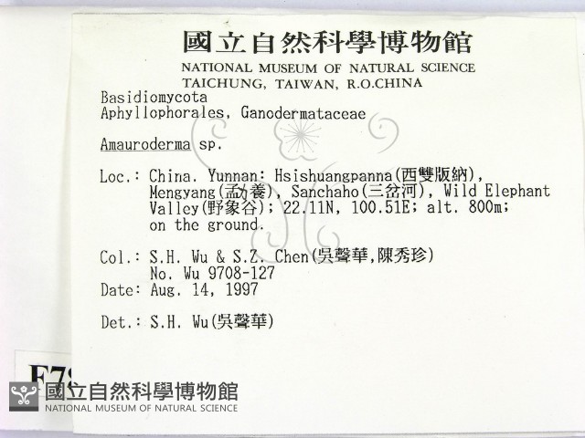 假芝屬藏品圖，第2張