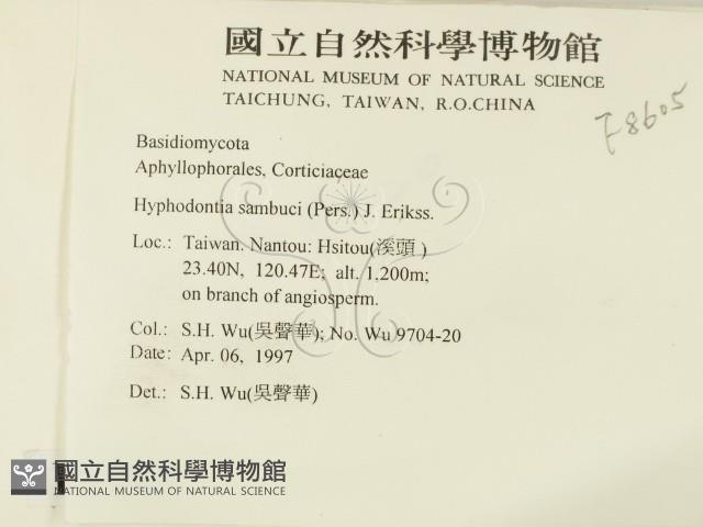 冇骨消絲齒菌藏品圖，第2張