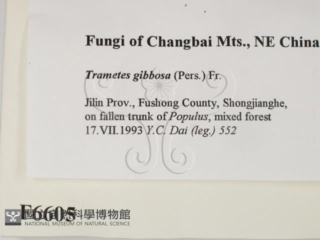 偏腫栓菌藏品圖，第2張