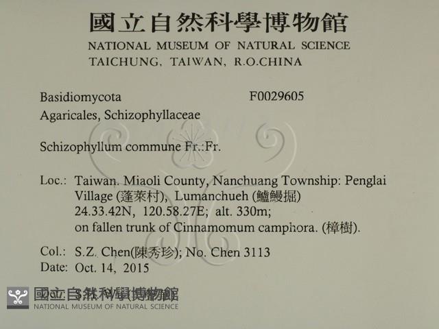 裂褶菌藏品圖，第2張