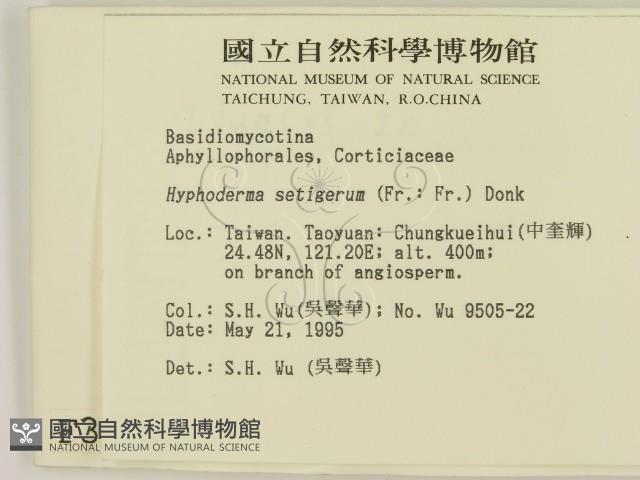 剛毛絲皮菌藏品圖，第2張
