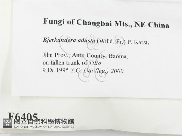 煙管菌藏品圖，第2張