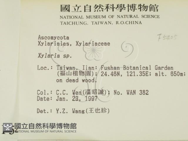 炭角菌屬藏品圖，第2張