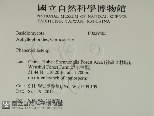 顯絲菌屬藏品圖，第2張