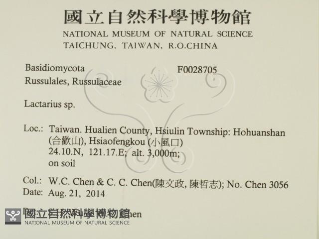 乳菇屬藏品圖，第2張