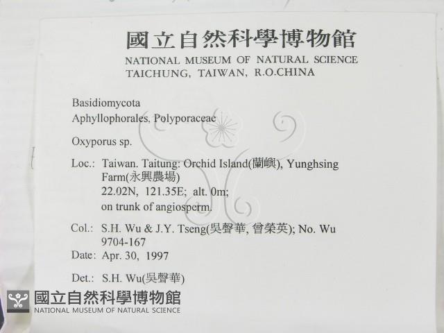銳孔菌屬藏品圖，第2張