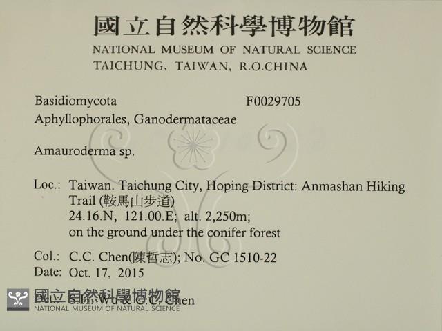假芝屬藏品圖，第2張