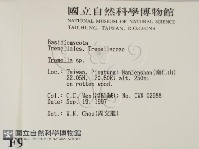 銀耳屬藏品圖，第2張