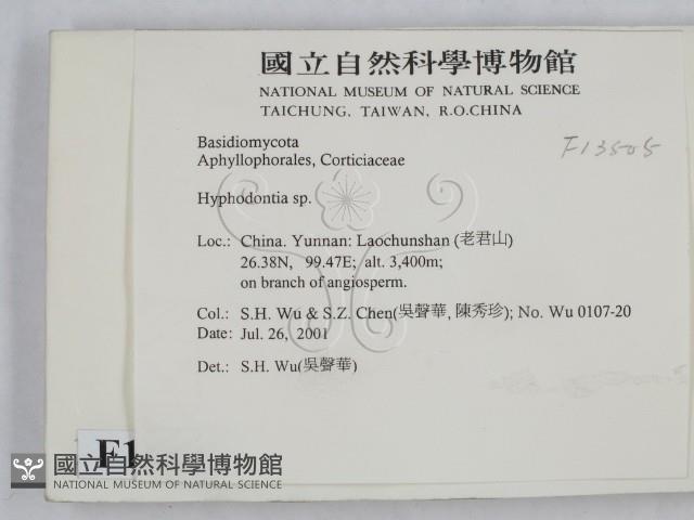 絲齒菌屬藏品圖，第2張