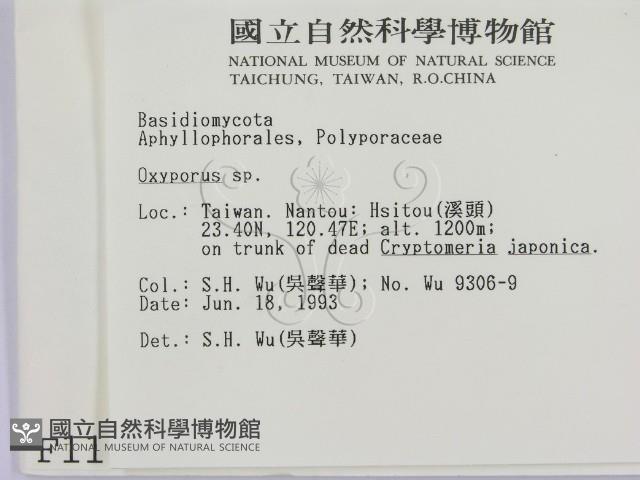 銳孔菌屬藏品圖，第2張