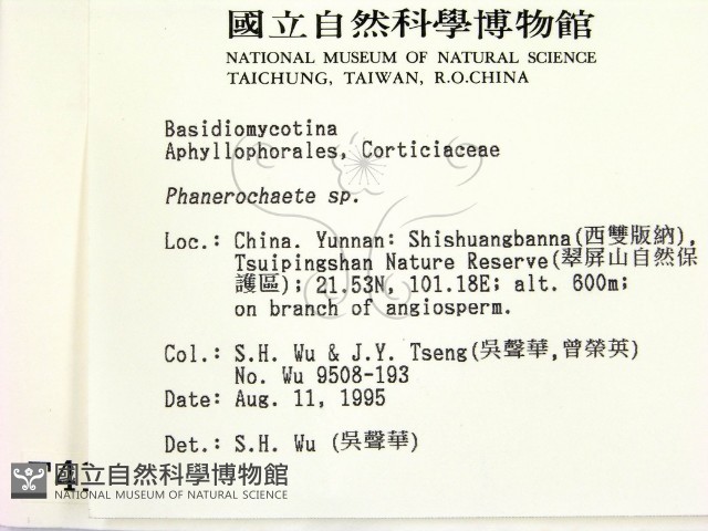顯絲菌屬藏品圖，第2張