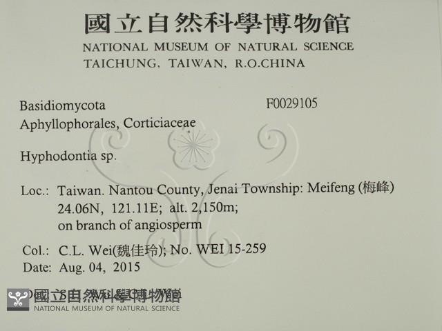 絲齒菌屬藏品圖，第2張