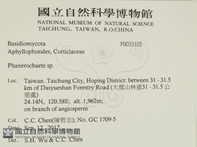 顯絲菌屬藏品圖，第2張