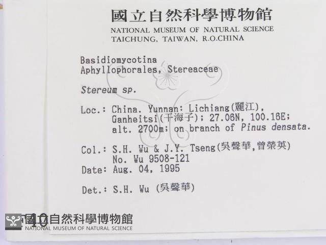 韌革菌屬藏品圖，第2張